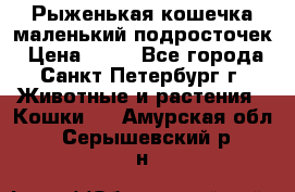 Рыженькая кошечка маленький подросточек › Цена ­ 10 - Все города, Санкт-Петербург г. Животные и растения » Кошки   . Амурская обл.,Серышевский р-н